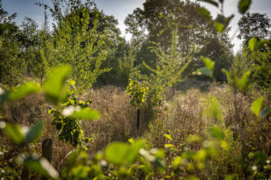 Voedselbos Vierhoeven