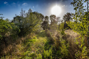 Voedselbos Vierhoeven