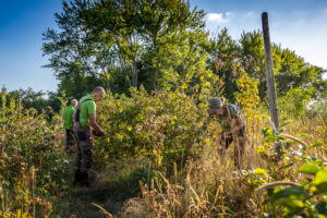 Voedselbos Vierhoeven